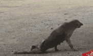 c75c10385343fbf24e26f4d9b07eca8064388fc6.gif
