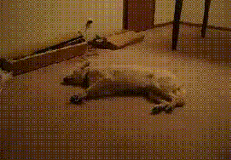 eb8a34fa828ba61e79cb7dc04134970a314e5973.gif
