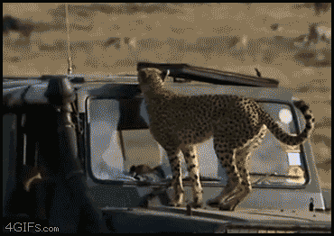 35766cadfa91993d76fa8a6531bb302b.gif