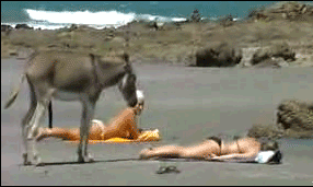 8f9088936ffb05eda0e2a3e12f681fef.gif