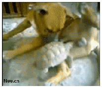 20130428021434730.gif