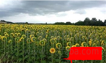 2345ͼ20150816090508.png