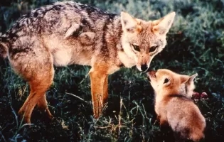 e48bf7668fe3edef7496ac9d109eb5f336005bc4.png@320w_200h.webp.jpg